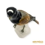 Kép 10/12 - Volkstedt porcelán -  Madár