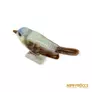 Kép 9/10 - Aquincumi porcelán -  Apró barna madár