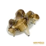 Kép 9/10 - Lippelsdorf porcelán -  Kutya család