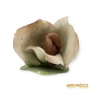 Kép 2/6 - Aquincumi porcelán -  Rózsa