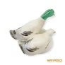 Kép 9/10 - Aquincumi porcelán -  Vadkacsa pár